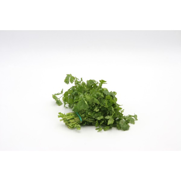 Cilantro